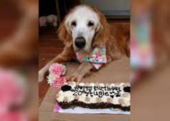 Así es Augie, la golden retriever más longeva del mundo