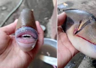 El extraño pez con boca y dientes que se ha hecho viral en Twitter