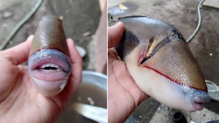 El extraño pez con boca y dientes que se ha hecho viral en Twitter
