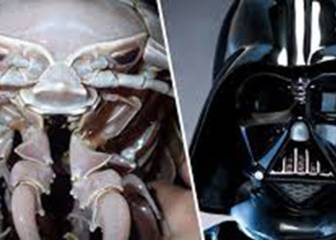 Descubren una cucaracha marina con aspecto muy similar a Darth Vader