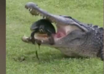 Turtle extricates itself from crocodile's jaws in lucky escape