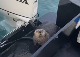 Una nutria se sube a un barco para escapar del ataque de una orca