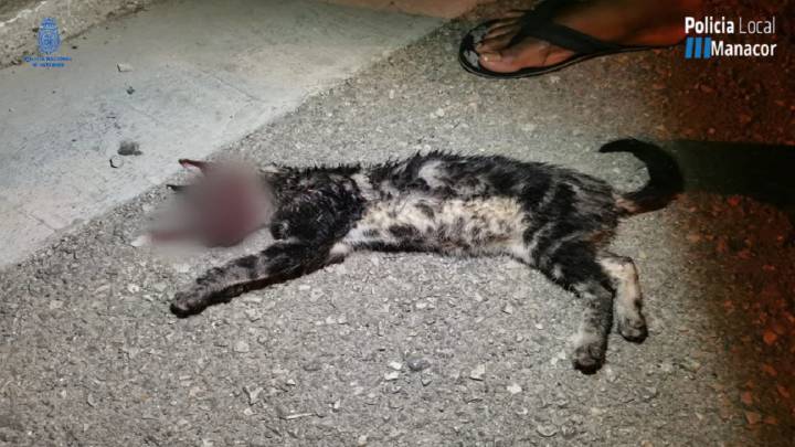 Detenidos dos jóvenes por torturar a un gato hasta la muerte en Manacor