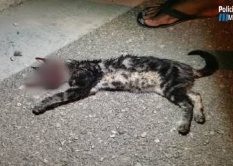 Detenidos dos jóvenes por torturar a un gato hasta la muerte en Manacor
