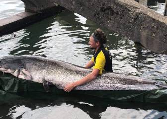 Sorpresa en el río Sena: un hombre pesca un pez de tamaño descomunal
