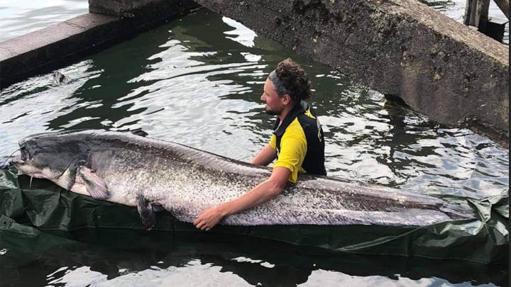 Sorpresa en el río Sena: un hombre pesca un pez de tamaño descomunal