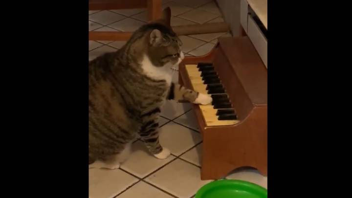 Este gato toca el piano para avisar a sus dueños cuando tiene hambre