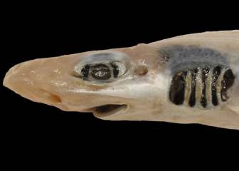 Encuentran un tiburón vivo sin piel ni dientes en el Mediterráneo
