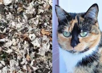 Entre este montón de hojas hay un gato escondido: ¿Puedes verlo?