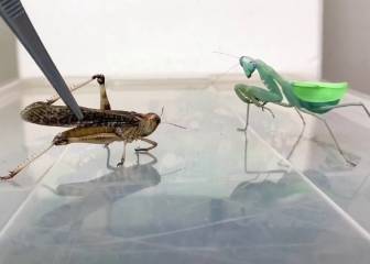 Así devora una mantis religiosa una langosta en un 'timelapse' no apto para entomofóbicos