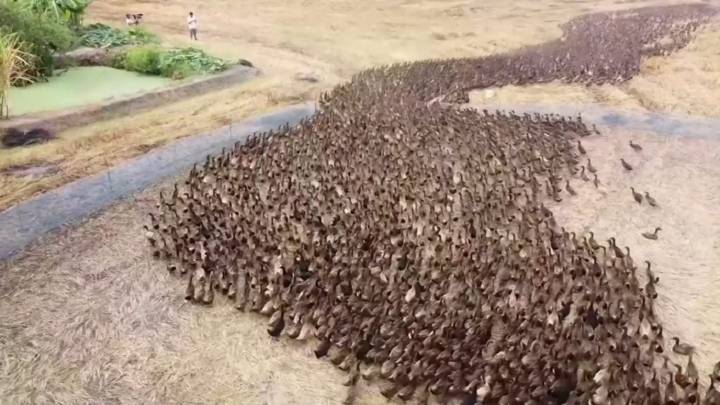 Miles de patos 'agricultores': la curiosa imagen que llega desde Tailandia