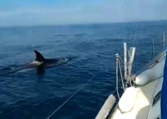 ¿Ataque o defensa? Los incidentes con orcas que desconciertan a los científicos