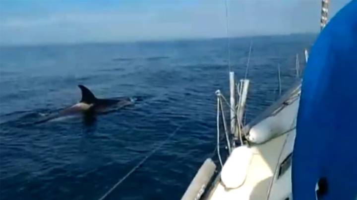 ¿Ataque o defensa? Los incidentes con orcas que desconciertan a los científicos