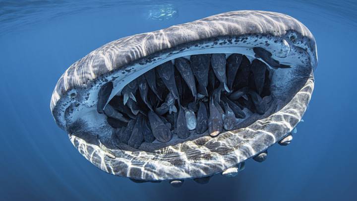 Las 10 mejores fotografías submarinas de este año