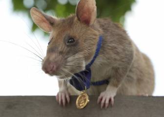 Una rata es condecorada en Camboya tras encontrar decenas de minas antipersona