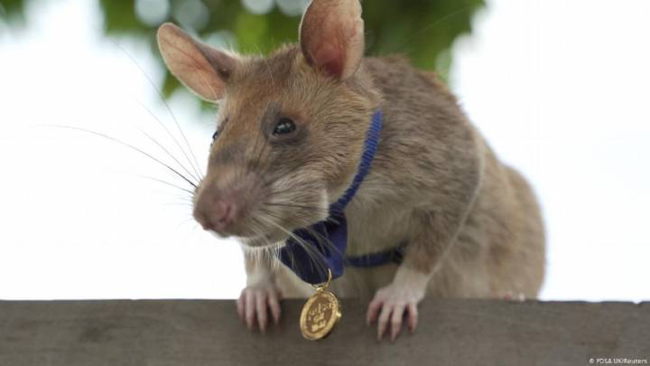 Una rata es condecorada en Camboya tras encontrar decenas de minas antipersona