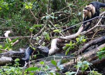 El dramático rescate de unos monos capuchinos cuando una boa de 2 metros ataca a su cría