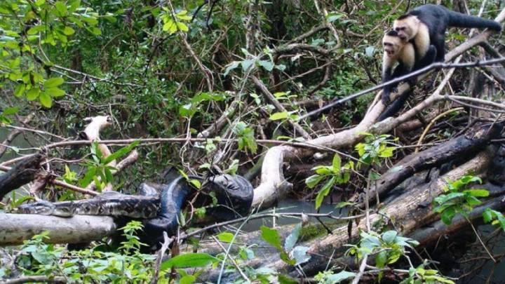El dramático rescate de unos monos capuchinos cuando una boa de 2 metros ataca a su cría