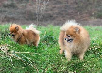 "Mi perro se llama Covid": el nombre que está subiendo entre las mascotas