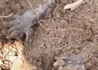 Un hombre encuentra lo que parece un pequeño cadáver... que resulta ser un armadillo
