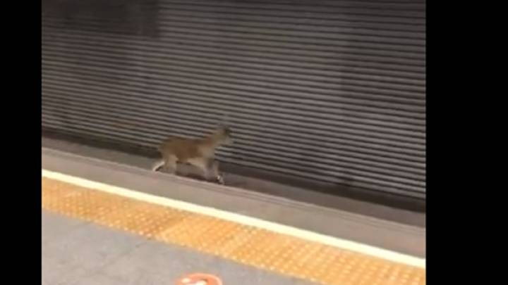 Un pequeño corzo se cuela en el Metro de Valencia para sorpresa de los viajeros