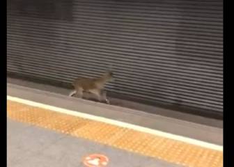 Sorpresa por el animal que se ha colado en el metro de Valencia