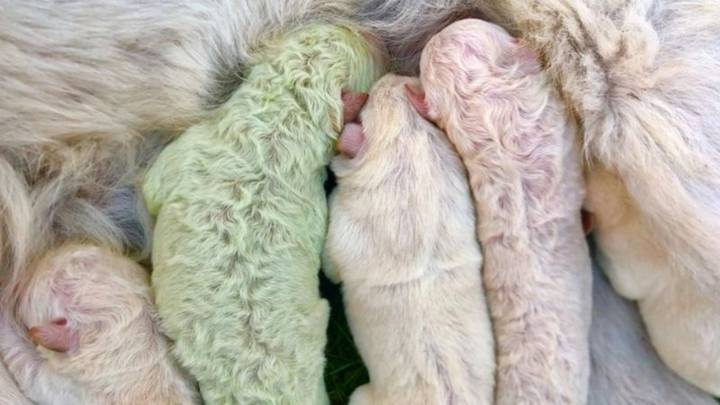 Nace un perro verde en Italia, y lo llaman 'Pistachio'