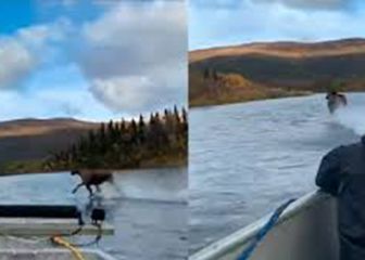 ¿Realidad o efecto óptico? Un alce corre sobre las aguas de un río de Alaska