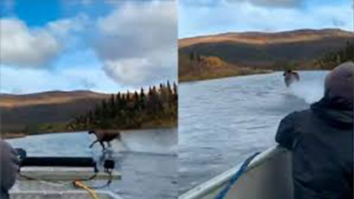 ¿Realidad o efecto óptico? Un alce corre sobre las aguas de un río de Alaska