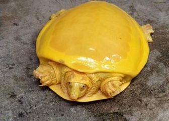 Encuentran una tortuga de color amarillo en La India