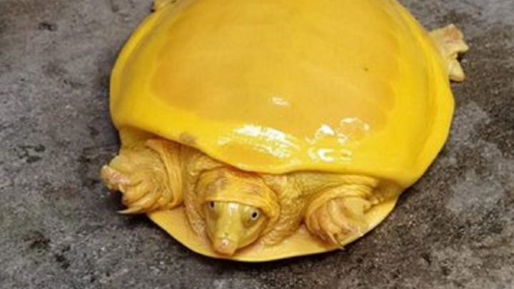 Encuentran una tortuga de color amarillo en La India