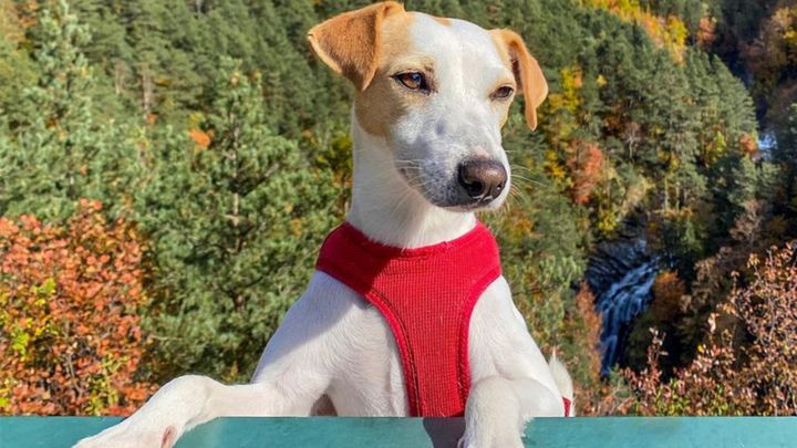 Así es Pipper, el primer perro influencer que busca concienciar contra el abandono animal