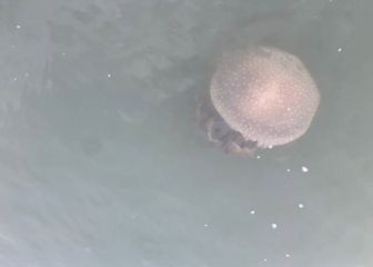 Hallan una medusa del tamaño de una pelota capaz de dañar barcos