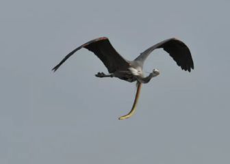 Capturan cómo una anguila se abre paso por el estómago de una garza en pleno vuelo