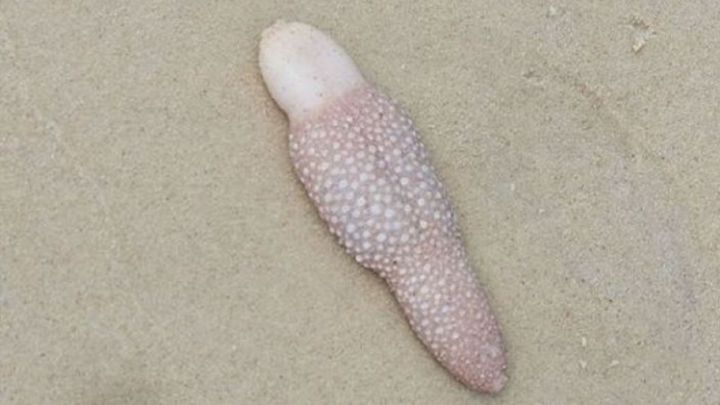 Encuentran una extraña criatura parecida a una 'lengua' marina