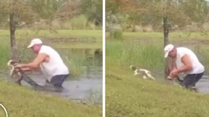Un hombre libera a su cachorro en el último momento de las fauces de un caimán