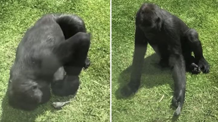El tierno momento en el que un gorila ayuda a un pájaro herido