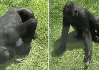 El tierno momento en el que un gorila ayuda a un pájaro herido