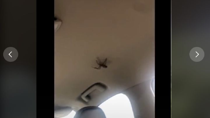 Una araña gigante se cuela en un coche y enloquece a los pasajeros