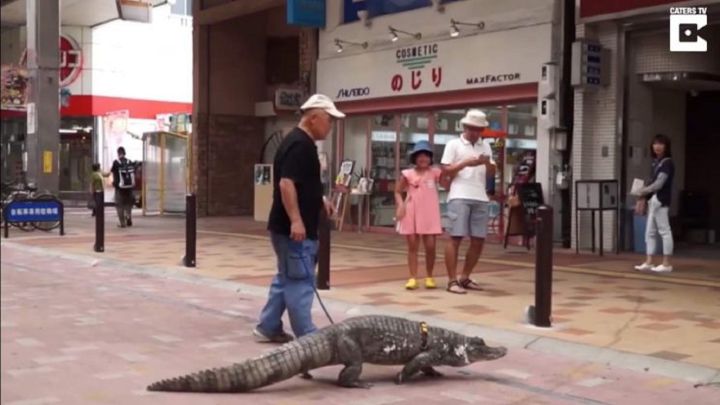Esta familia japonesa ha estado viviendo con un cocodrilo durante más de 40 años
