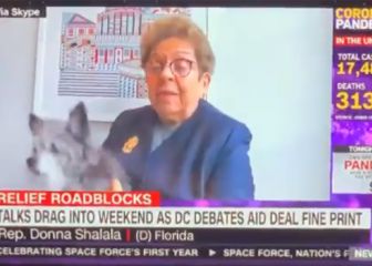 La mascota de una congresista se cuela en una entrevista de la CNN y se convierte en viral