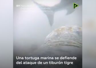 Tortuga fue atacada por un tiburón tigre y su reacción asombró al mundo científico
