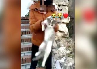 Una chica lanza un gato a un barranco y lo sube a redes: ahora es perseguida en Twitter