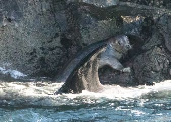 Capturan el momento en el que una foca consigue escapar de un grupo de orcas