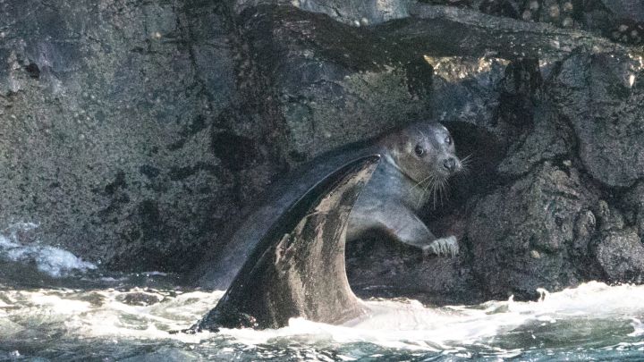 Capturan el momento en el que una foca consigue escapar de un grupo de orcas