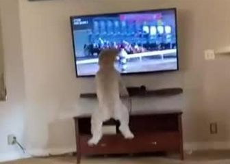 Así es Bella, la perrita aficionada a las carreras de caballos