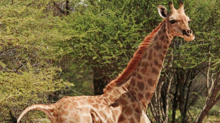 Así son las primeras jirafas enanas descubiertas en el mundo