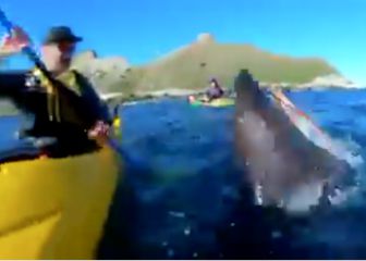 Un kayakista en el mar, aparece una foca y pasa esto...