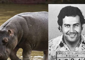 La otra herencia de Pablo Escobar: sus hipopótamos han procreado y planean matarlos