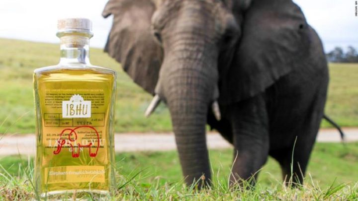 Esta ginebra es una de las más raras del mundo... porque está hecha de excrementos de elefante